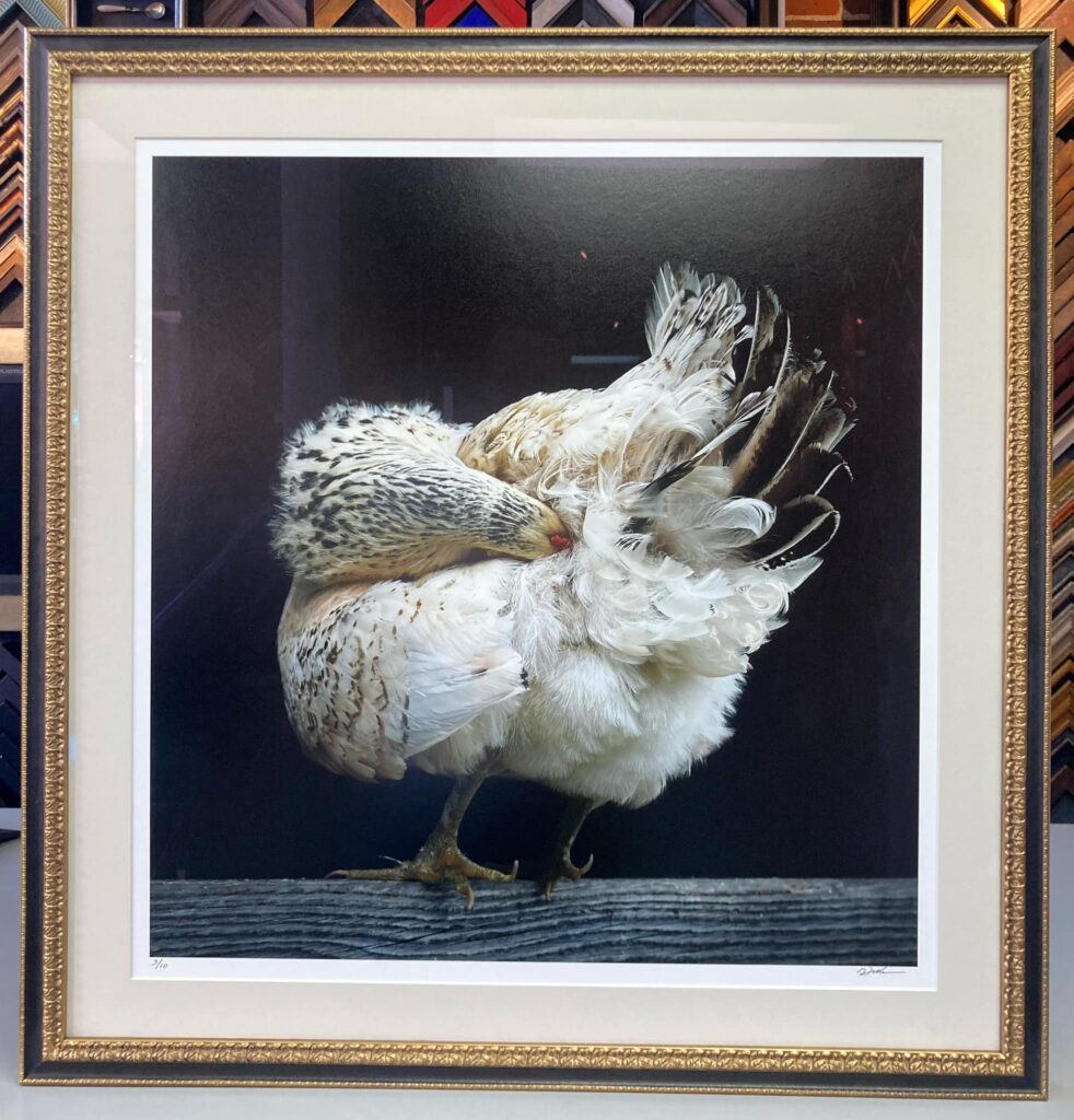 'Chicken' by Nina Fuller | Picture Framing Denver