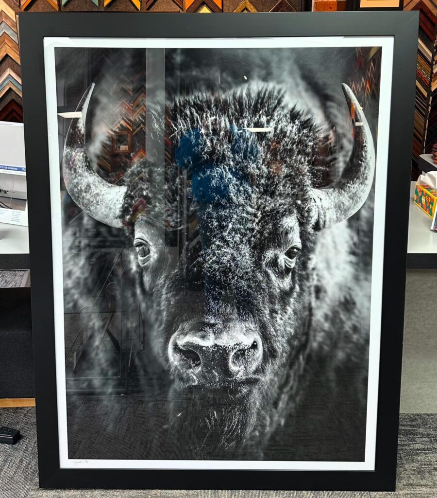Custom Framed Bison Photography 