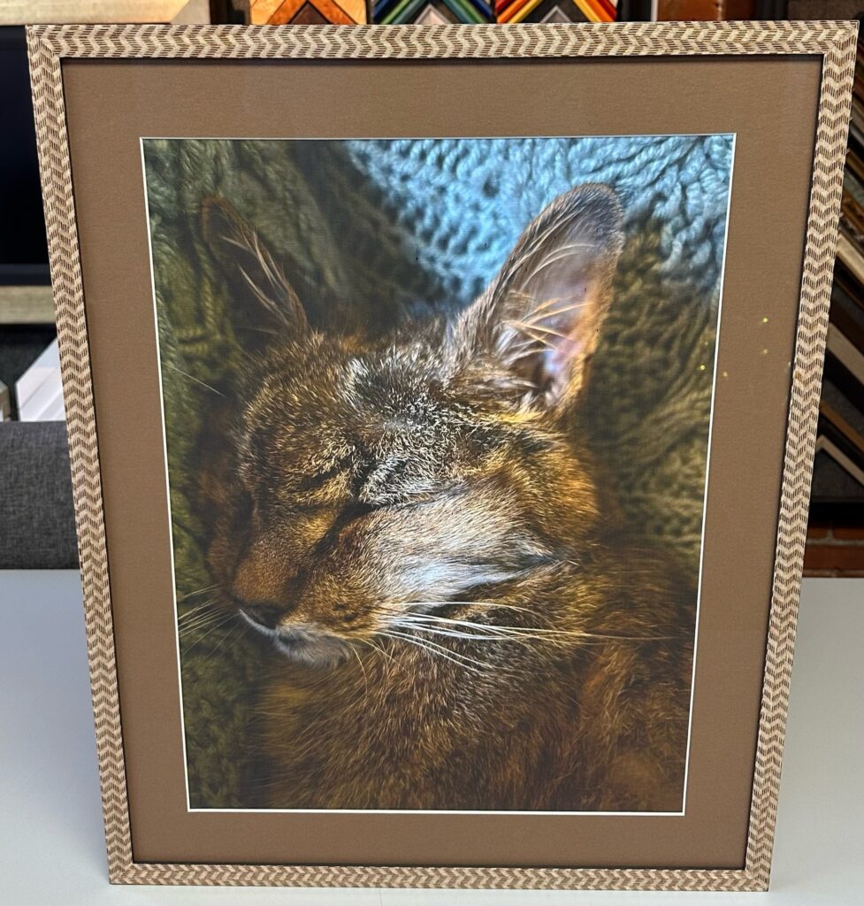 Custom Framed Pet Photography